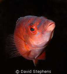 Cuckoo Wrasse taken on Mew Stone Ledges, Plymouth, Englan... by David Stephens 